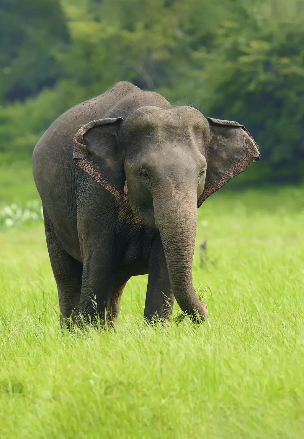 Nature and wildlife